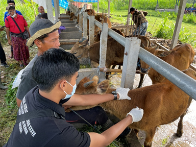 Fakultas Kedokteran Hewan UNUD bersama Dinas Pertanian Kabupaten Klungkung melakukan Vaksinasi Penyakit Mulut dan Kuku dan Pendataan Sapi di Desa Getakan